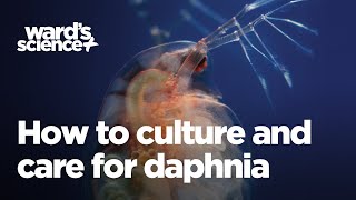 Caring and Culturing for Daphnia [upl. by Sarkaria840]