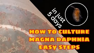 How to Culture Magna Daphnia Easily [upl. by Hax722]