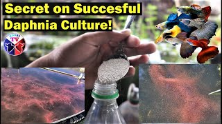 How to Culture Daphnia Successfully [upl. by Frieder]