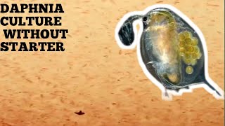 HOW TO CULTURE DAPHNIA NATURALLY WITHOUT A STARTER [upl. by Ymmit508]