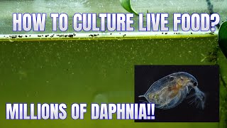 How to Culture Daphnia Secret Method to Breed MILLIONS  Simply Aquatic [upl. by Ysnil382]