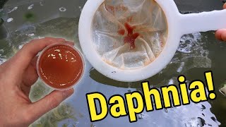 How I Culture Daphnia In Outdoor Tubs [upl. by Adrahs]