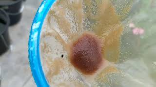 How to culture daphnia moina in a small container Part 1 English Subtitle [upl. by Pall]