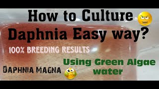 Daphnia MagnaHow to Culture Daphnia Easy wayCulturing Daphnia using Green water Daphnia [upl. by Sinnal]