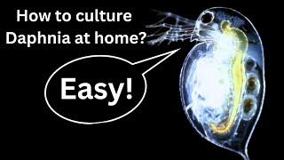 BEST Live Fish Food Beginner guide How to Culture Daphnia at home [upl. by Leinehtan]