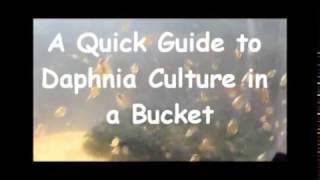 How to culture daphnia outside [upl. by Enelyak]