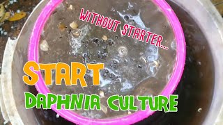 How to culture daphnia moina the easy way 1  Starting the Daphnia culture [upl. by Adnilemreh19]