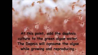 Daphnia  How to grow daphnia in your home [upl. by Htrahddis]