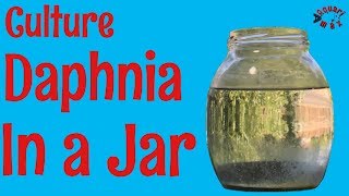 How to Culture Daphnia in a Jar [upl. by Nivac895]