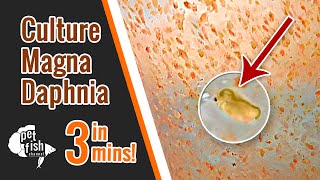 How to culture DAPHNIA MAGNA  The easy way [upl. by Cerelia474]