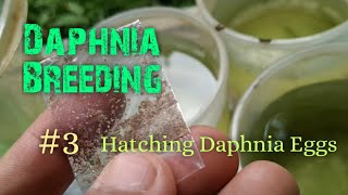 Daphnia Culture made simple and easy 3  Hatching Daphnia eggs [upl. by Nilak]