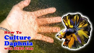 How to Culture Daphnia with ZERO Cost  Unlimited Live Food For Our Fish [upl. by Dutchman331]