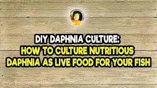 DIY Daphnia Culture How to Culture Nutritious Daphnia as Live Food for Your Fish [upl. by Tiersten]