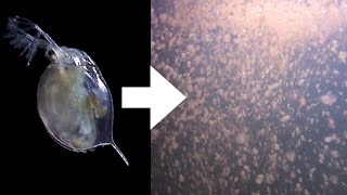 How I Culture Daphnia [upl. by Wons]