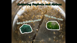 How To Culture Daphnia and Moinas using Green Water Spirulina powder [upl. by Jamaal]