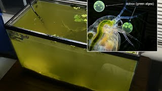 Raising Daphnia for the Freshwater Aquarium [upl. by Gut]