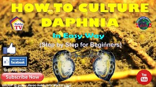 HOW TO CULTURE DAPHNIA In Easy Way [upl. by Canter]